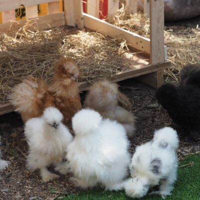 Regular Size and Bantams: To Mix or Not to Mix?